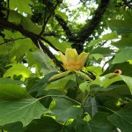 ゆりのき（百合の木）Liriodendron tulipifera_0 (1)