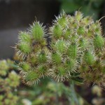 オルレア グランディフローラ Orlaya grandiflora_0 (4)