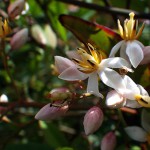 なんてん（南天）Nandina domestica_0