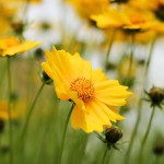 おおきんけいぎく（大金鶏菊）Coreopsis lanceolata_0 (3)