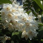 うつぎ（空木）Deutzia crenata_0 (1)