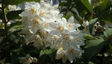 うつぎ（空木）Deutzia crenata_0 (1)