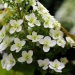 かしわばあじさい（柏葉紫陽花）Hydrangea quercifolia_0