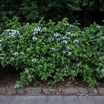 がくあじさい（萼紫陽花）Hydrangea macrophylla f.normalis_0 (4)