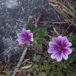 ぜにあおい（銭葵）Malva sylvestris var. mauritiana_0 (2)