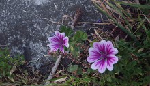 ぜにあおい（銭葵）Malva sylvestris var. mauritiana_0 (2)