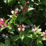 はこねうつぎ（箱根空木）Weigela coraeensis%0A_0 (2)