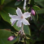 はくちょうげ（白丁花）Serissa japonica_0 (2)