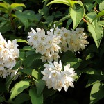 うつぎ（空木）Deutzia crenata_0