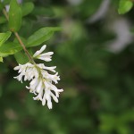 いぼたのき（水蝋の木 ）Ligustrum obtusifolium_0 (1)