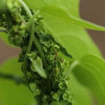 ぎしぎし（羊蹄）Rumex japonicus_0 (3)