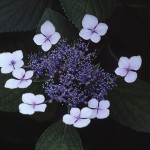 がくあじさい（萼紫陽花）Hydrangea macrophylla f.normalis_0 (3)