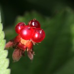 なわしろいちご（苗代苺）Rubus parvifolius_0 (3)