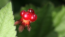 なわしろいちご（苗代苺）Rubus parvifolius_0 (3)