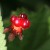 なわしろいちご（苗代苺）Rubus parvifolius_0 (3)