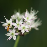 のびる （野蒜）Allium macrostemon_0 (5)