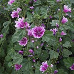 ぜにあおい（銭葵）Malva sylvestris var. mauritiana_0 (1)