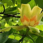 ゆりのき（百合の木）Liriodendron tulipifera_0