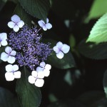 がくあじさい（萼紫陽花）Hydrangea macrophylla f.normalis_0 (1)