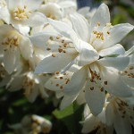 うつぎ（空木）Deutzia crenata_0 (3)