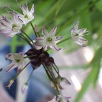のびる （野蒜）Allium macrostemon_0