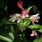 はこねうつぎ（箱根空木）Weigela coraeensis%0A_0 (1)