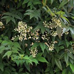 なんてん（南天）Nandina domestica_0 (5)