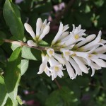 いぼたのき（水蝋の木 ）Ligustrum obtusifolium_0 (2)