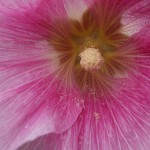 たちあおい （立葵）Althaea rosea_0 (3)