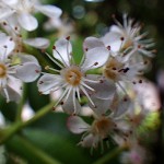 おおかなめもち（大要黐）Photinia serratifolia_0 (4)