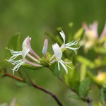 すいかずら（吸葛・忍冬）Lonicera japonica_0 (3)