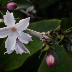 はくちょうげ（白丁花）Serissa japonica_0 (1)