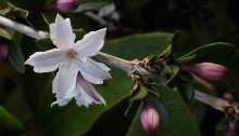 はくちょうげ（白丁花）Serissa japonica_0 (1)