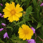 おおきんけいぎく（大金鶏菊）Coreopsis lanceolata_0 (1)