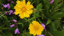 おおきんけいぎく（大金鶏菊）Coreopsis lanceolata_0 (1)