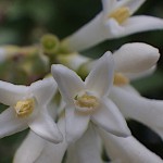 いぼたのき（水蝋の木 ）Ligustrum obtusifolium_0 (4)