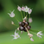 のびる （野蒜）Allium macrostemon_0 (3)