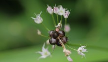 のびる （野蒜）Allium macrostemon_0 (3)