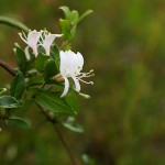 すいかずら（吸葛・忍冬）Lonicera japonica_0