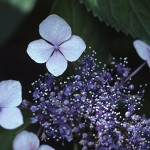 がくあじさい（萼紫陽花）Hydrangea macrophylla f.normalis_0 (2)