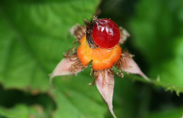 なわしろいちご（苗代苺）Rubus parvifolius_0 (4)
