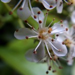 おおかなめもち（大要黐）Photinia serratifolia_0 (1)