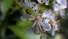 おおかなめもち（大要黐）Photinia serratifolia_0 (1)