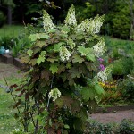 かしわばあじさい（柏葉紫陽花）Hydrangea quercifolia_0 (1)