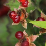 なわしろいちご（苗代苺）Rubus parvifolius_0