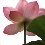 はす（蓮）Nelumbo nucifera_0 (4)