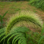 えのころぐさ （狗尾草 ）Setaria viridis_0 (2)