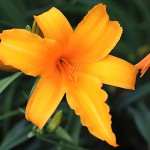 トビシマカンゾウ （飛島萓草）Hemerocallis dumortieri var. exaltata_0 (2)