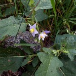 わるなすび（悪茄子）Solanum carolinense _0 (3)