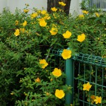 きんけいばい （金糸梅）Hypericum patulum_0 (4)